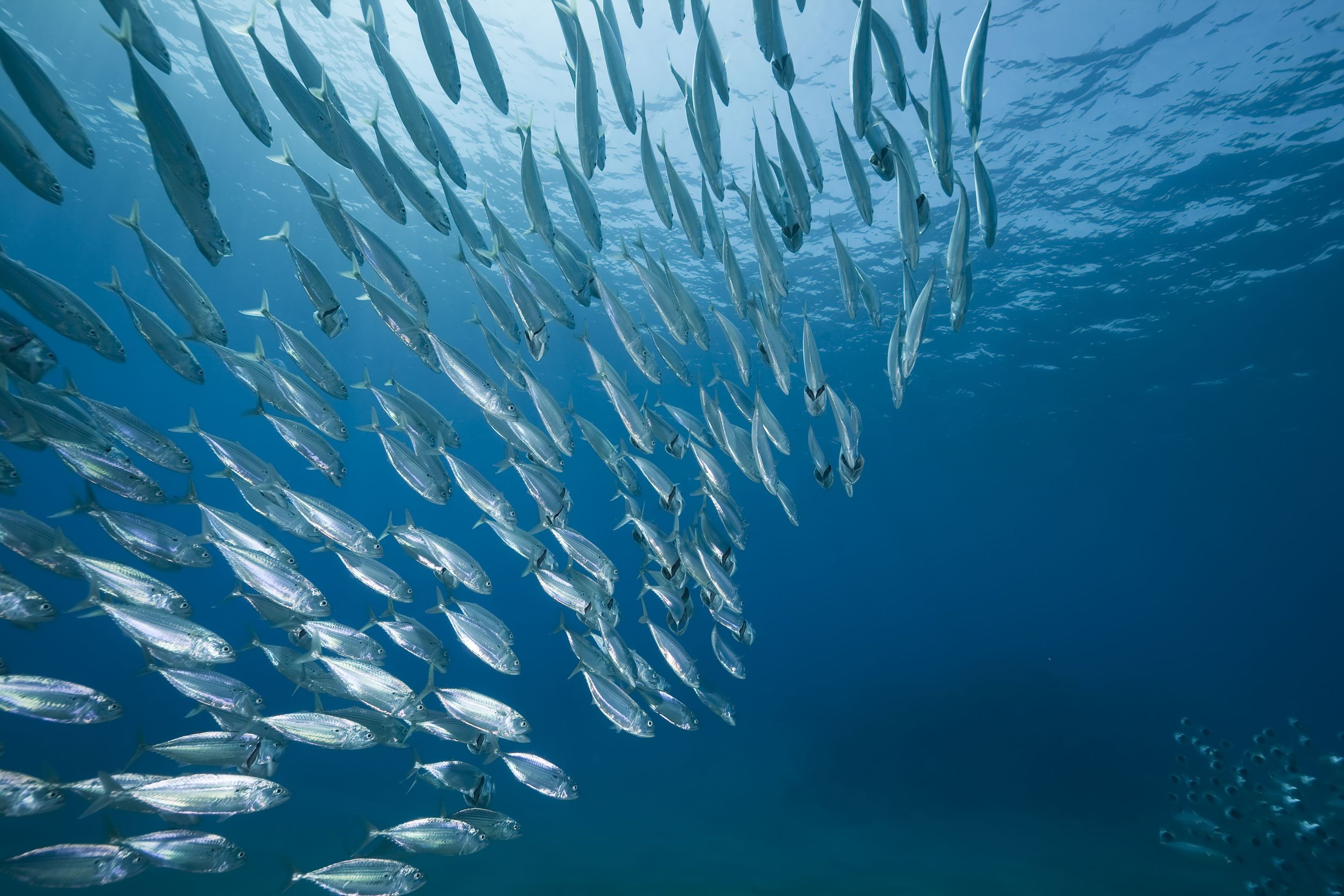 Desperately Seeking Leadership