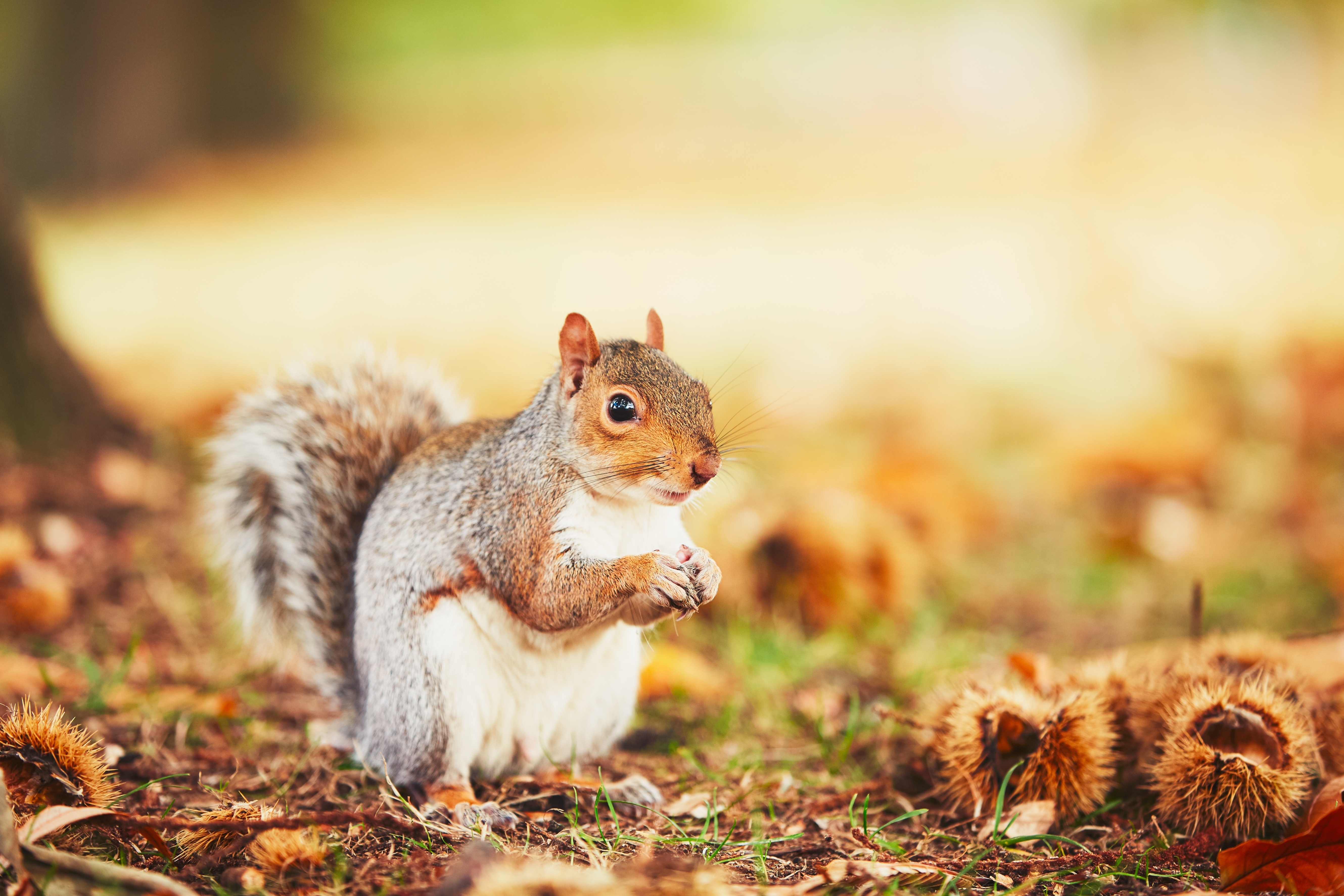 Spirit of the Squirrel