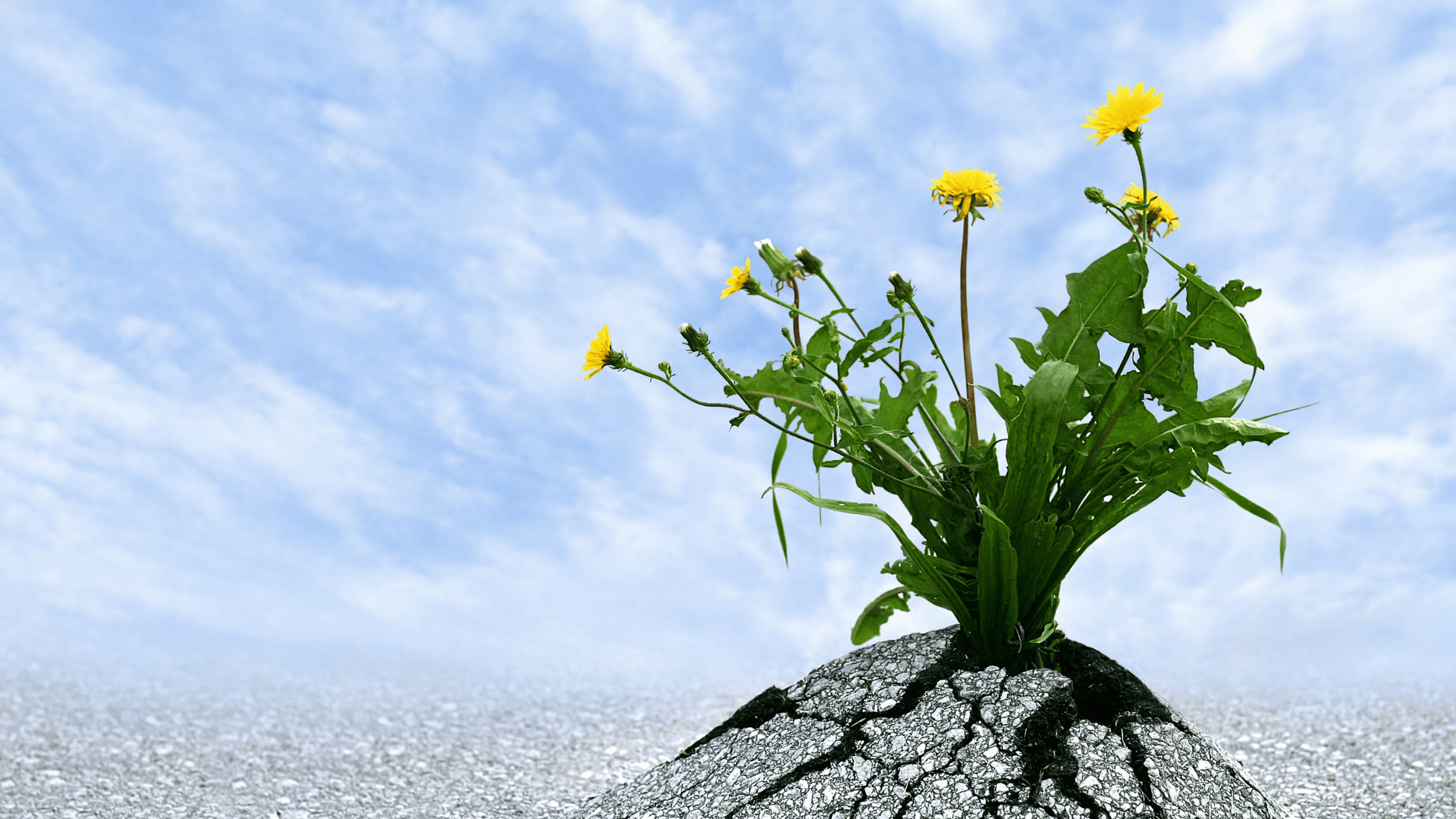 I Am Not Smart… I Am Persistent!